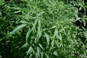 Plant 2
